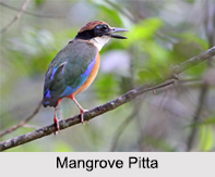 Indian Pittas, Indian Birds