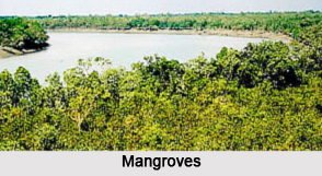 Coastal Trees in India