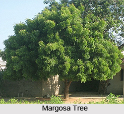 Margosa Leaf in Front of Houses, Indian Customs