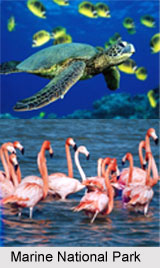 Gulf of Kutch, Jamnagar, Gujarat