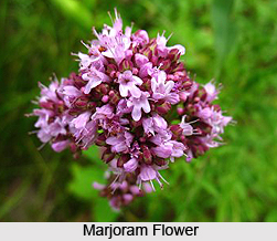 Marjoram