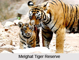 Melghat Tiger Reserve