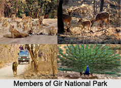 Gir National Park