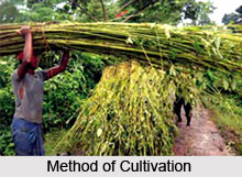 Jute in India