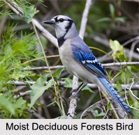 Eastern Highlands Moist Deciduous Forests