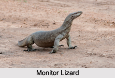 Indian Lizards, Reptiles