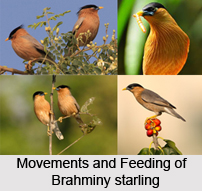 Brahminy Starling, Indian Bird