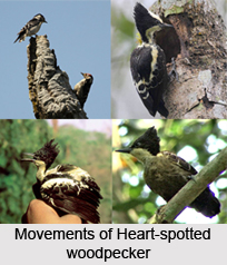 Heart-Spotted Woodpecker, Indian Bird