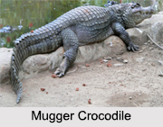 Indian Crocodiles