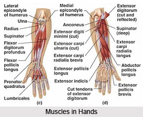 Impact of Yoga on Muscular System
