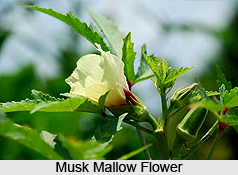 Musk Mallow