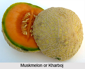 Kharboj, Indian Medicinal Plants