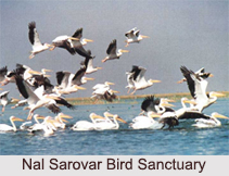 Bird Sanctuaries in Gujarat