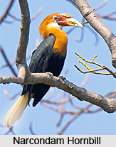 Narcondam Island, Andaman and Nicobar Islands