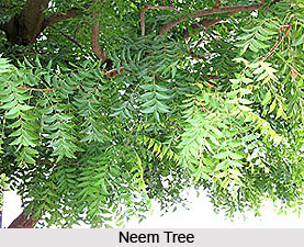 Neem Tree, Indian Tree