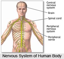 Impact Of Yoga On Nervous System