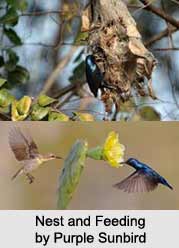 Purple sunbird, Indian Bird