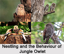 Jungle Owlet, Indian Bird