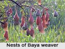 Baya Weaver, Indian Bird