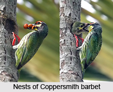 Coppersmith Barbet, Indian Bird