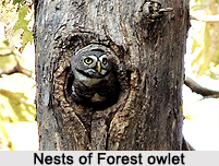 Forest Owlet, Indian Bird