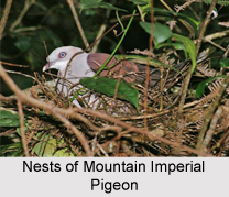 Mountain Imperial Pigeon, Indian Bird