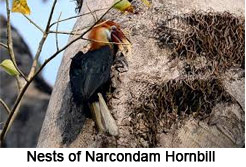 Narcondam Hornbill, Indian Bird