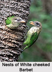 White-cheeked barbet, Indian Bird