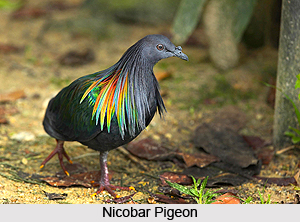 Galathea National Park, Andaman and Nicobar Islands
