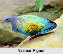 Indian Pigeons