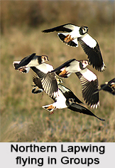 Northern Lapwing, Indian Bird