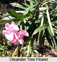 Oleander Tree , Indian Trees