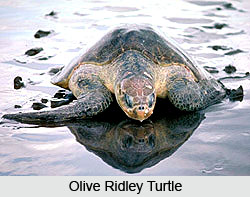 Gahirmatha Marine Wild life Sanctuary