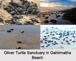 Gahirmatha Beach, Kendrapara District, Odisha