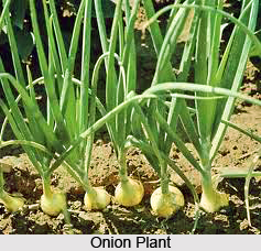 Onion
