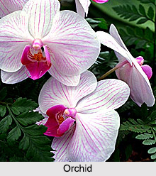 Indian Flowers