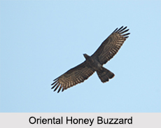 Indian Buzzards, Indian Birds