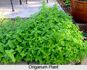Origanum
