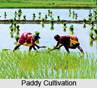 Economy of Ernakulam District