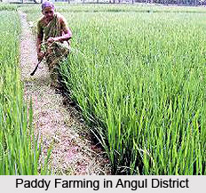 Economy of Angul District