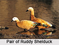 Ruddy Shelduck, Indian Bird