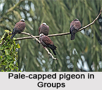 Pale-Capped Pigeon, Indian Bird