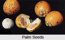 Areca Tree