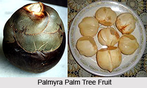 Palmyra Palm Tree, Indian Tree
