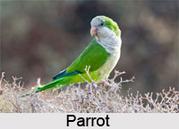 Indian Birds