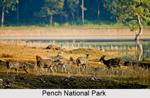 Pench River, Indian River