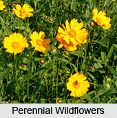 Wildflowers