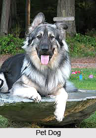 Omens Related to Domestic Animals, Vastu Shastra