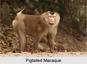 Borail Wildlife Sanctuary, Assam