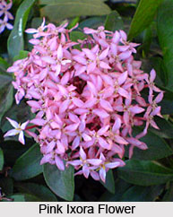 Ixora Shrub